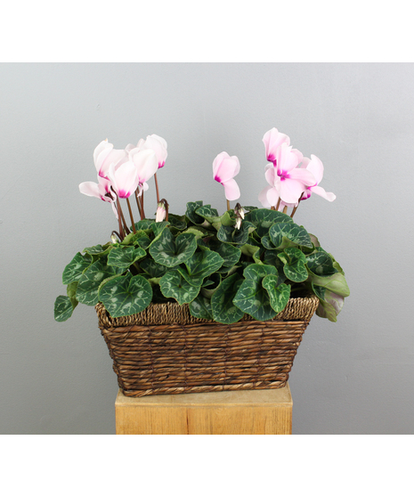 Brighten any space with the Cyclamen Delight arrangement, featuring two exquisite 6-inch cyclamen plants nestled in a charming rectangular basket. 