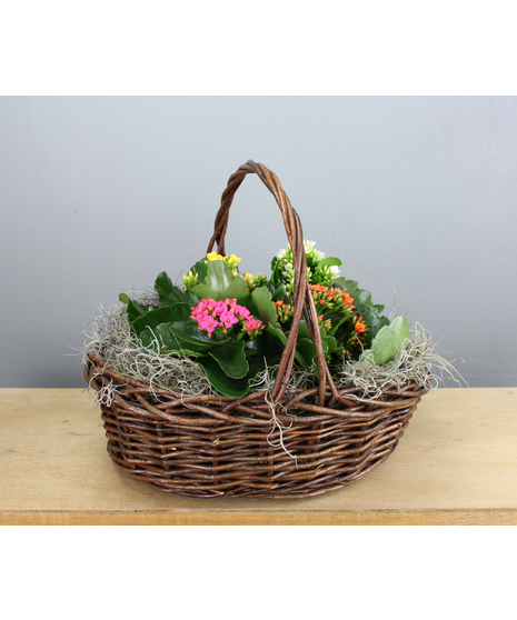 Kalanchoe Colorburst Basket - 4 Kalanchoes in a Basket