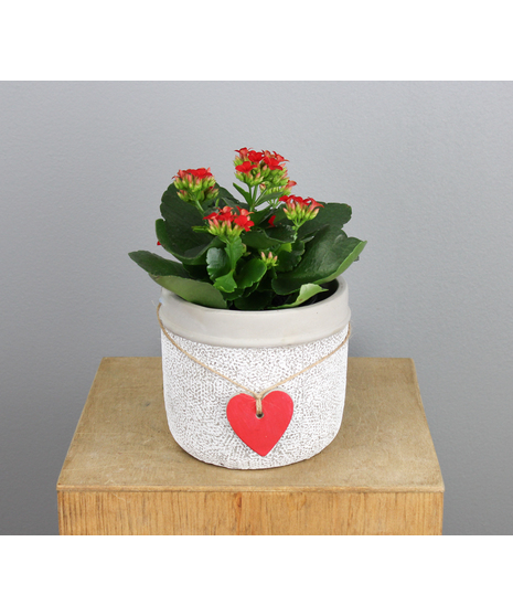 Kalanchoe in Red Heart Ceramic Pot