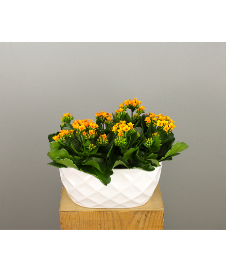 Kalanchoes, with their succulent leaves and vibrant blooms, bring a touch of elegance to any space.