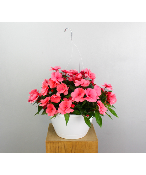 New Guinea Impatiens Hanging Basket