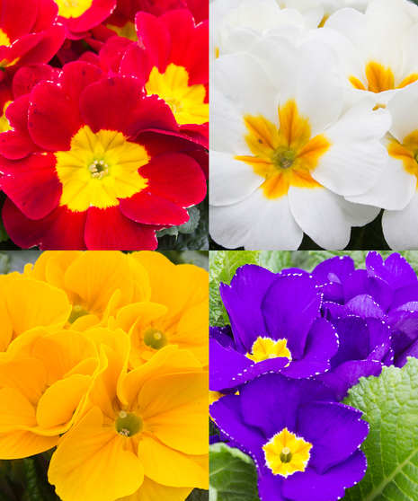 Individual primrose plants.