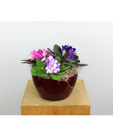 Scarlet Violets - Three Violets in a Ceramic Pot