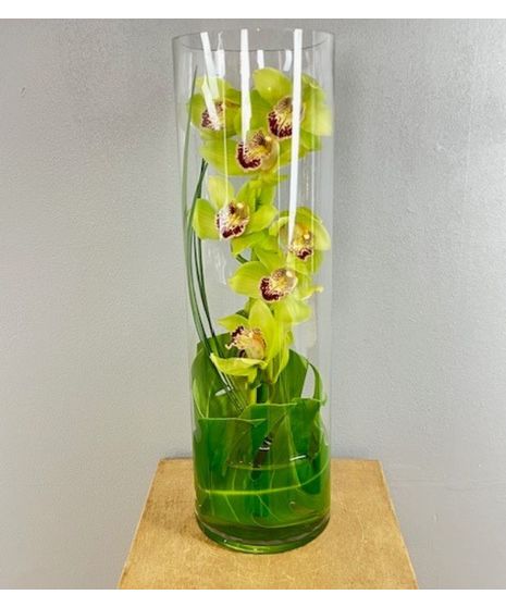 Stylish Sophistication epitomizes floral elegance with a slender, clear cylinder vase cradling a stunning stem of Cymbidium orchids.