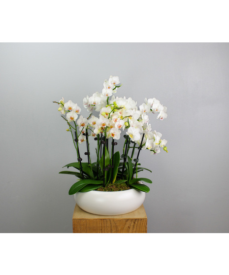 Alabaster Orchids – Elegant and timeless, this arrangement features assorted white mini orchids gracefully displayed in a smooth round ceramic planter.