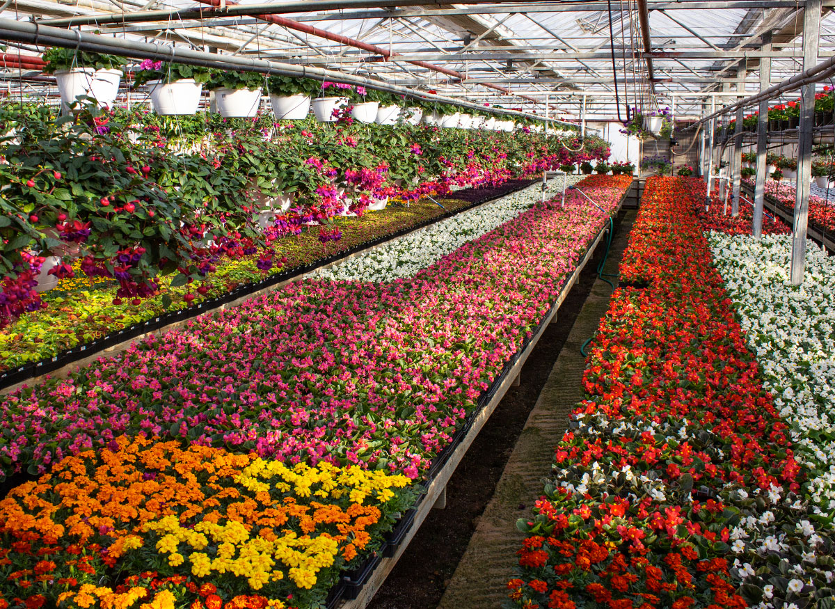 Outdoor flowers and plants on display in our spacious greenhouse