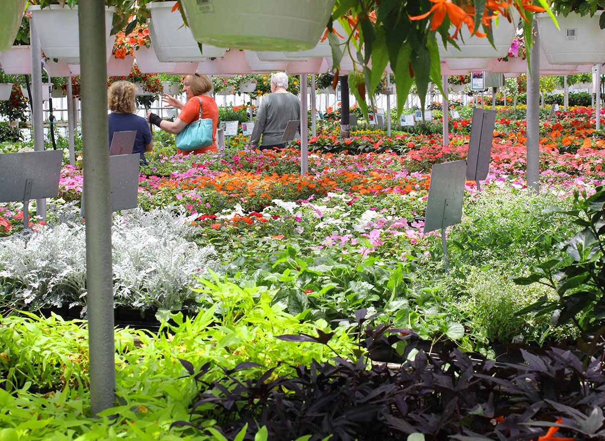 Hanging flowers and plants line the sunny confines of our greenhouse